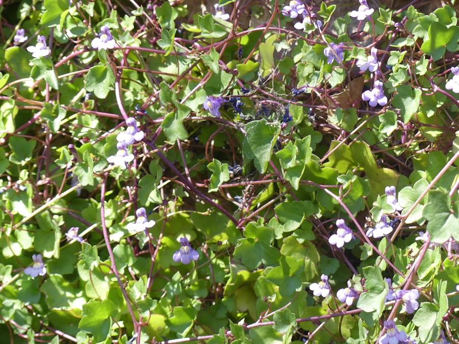 P1070642.JPG